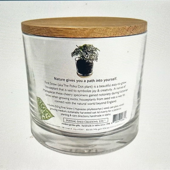 First Snow Houseplant from Potting Shed - Picture 2 of 5